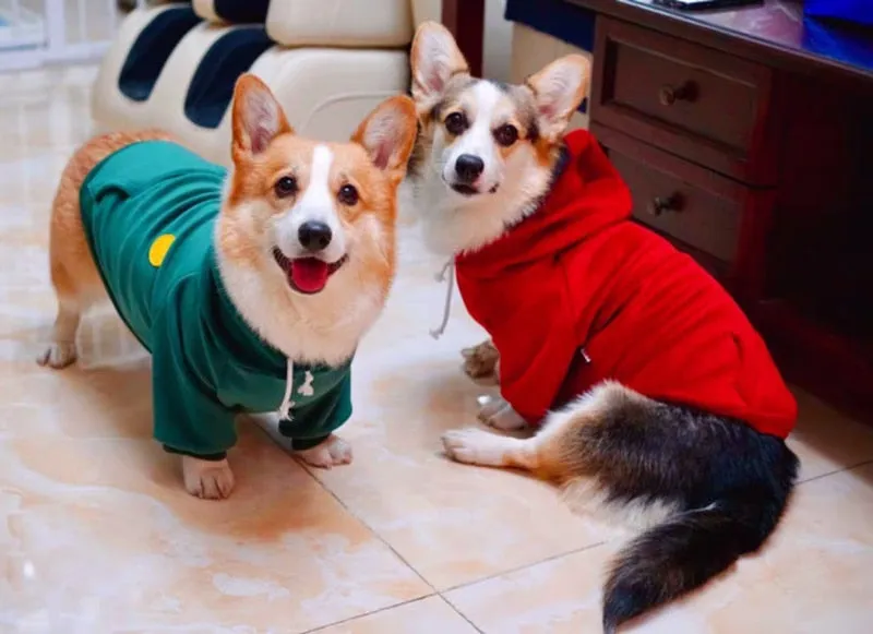 New Dog Clothe Hoodies for Winter